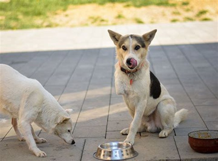How do you care for a dog after amputation