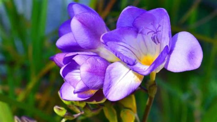 How do you care for a freesia plant