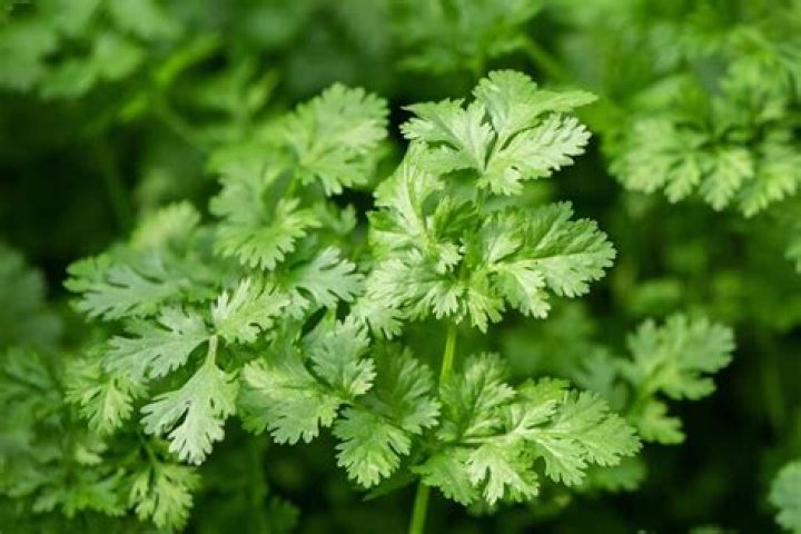 How do you care for a potted cilantro plant