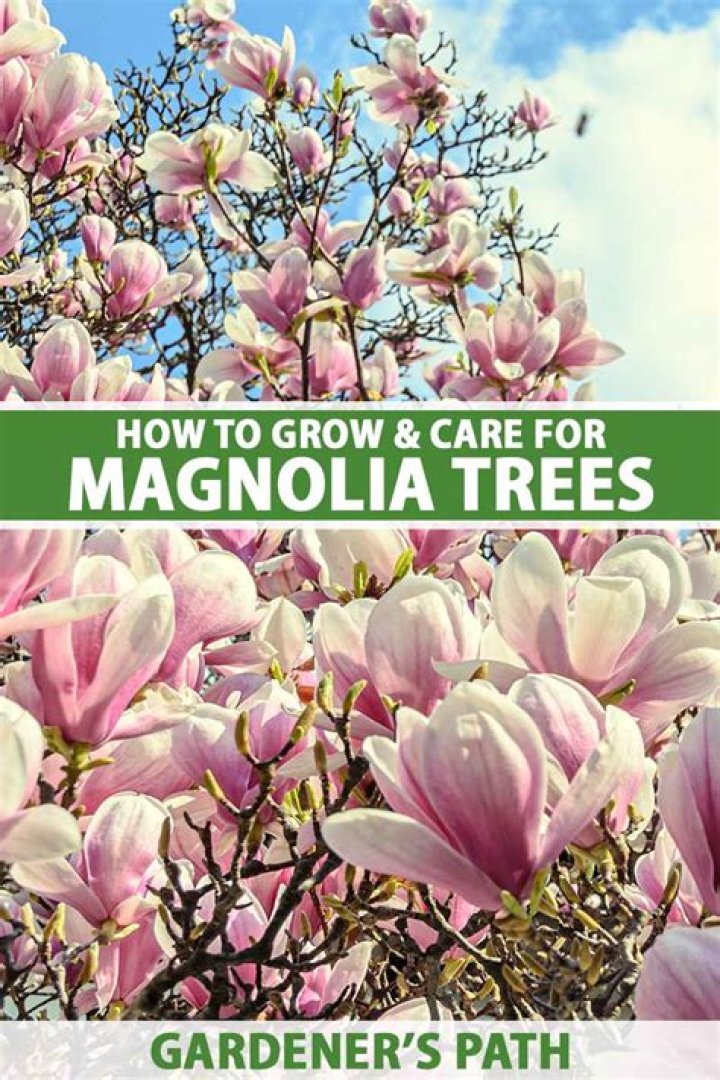 How do you care for a potted magnolia tree