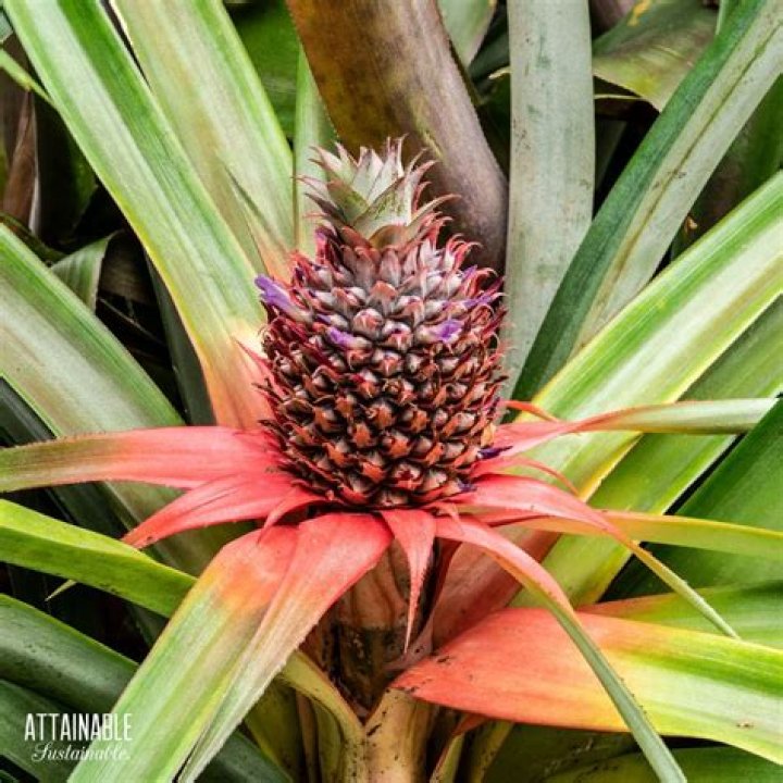How do you care for a potted pineapple plant
