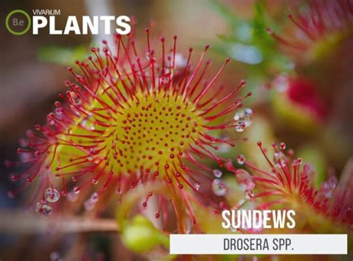 How do you care for a sundew carnivorous plant