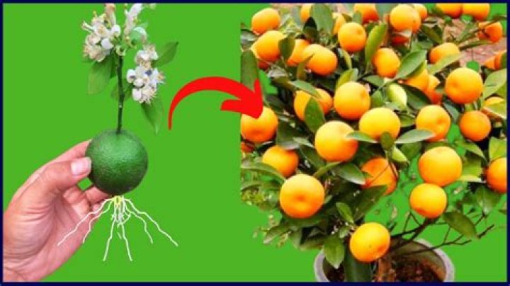 How do you care for a Valencia orange tree