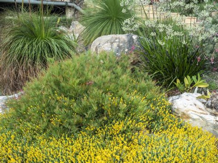 How do you care for Australian native plants
