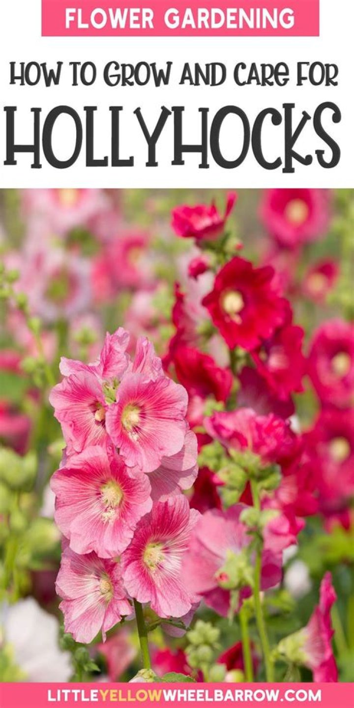 How do you care for hollyhocks after flowering