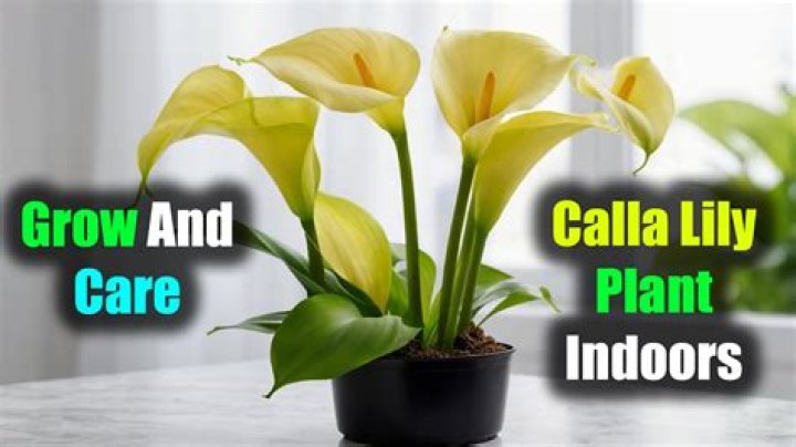 How do you care for indoor daisies
