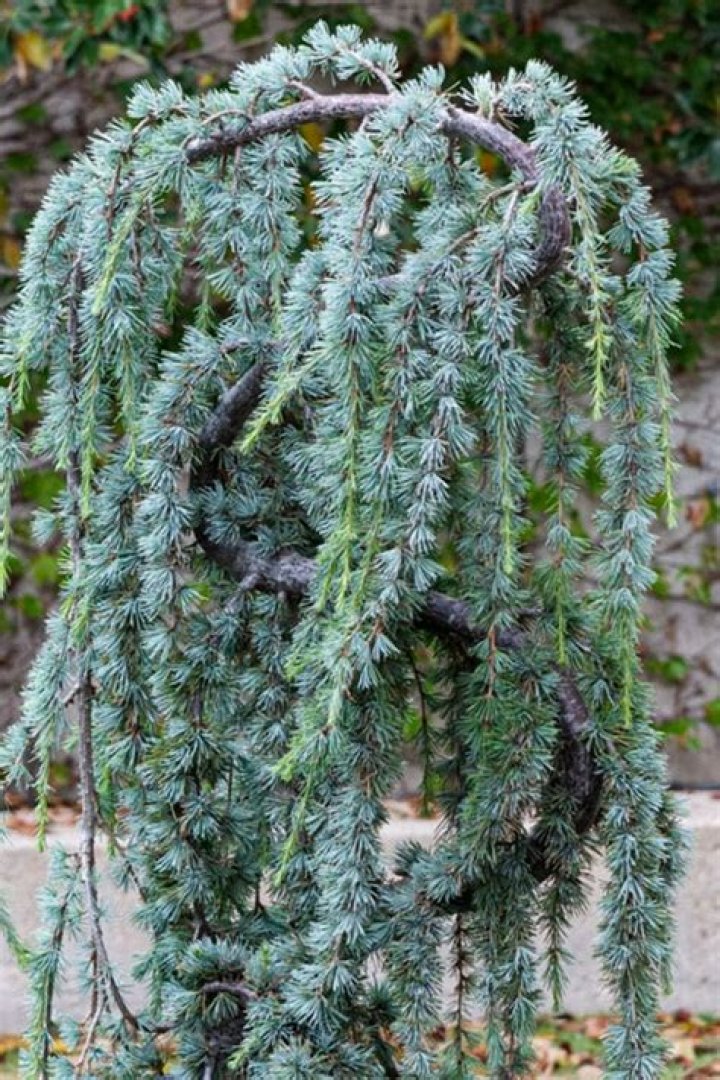 How do you care for weeping blue atlas cedar
