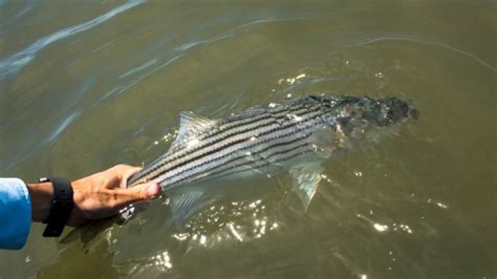 How do you catch striped bass at the beach