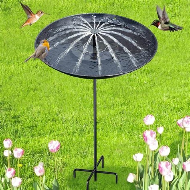 How do you clean algae out of a bird bath