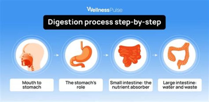 How do you combine food digestion