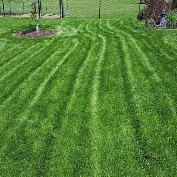 How do you control bluegrass