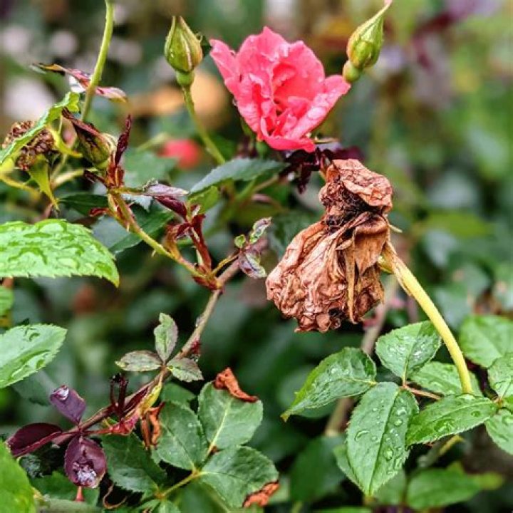 How do you deadhead a rose bush