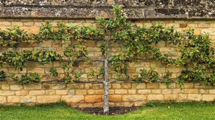 How do you defoliate a tree
