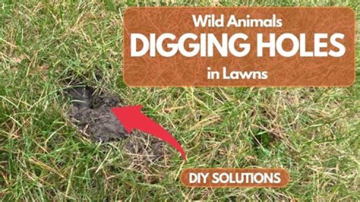 How do you dig up ginseng