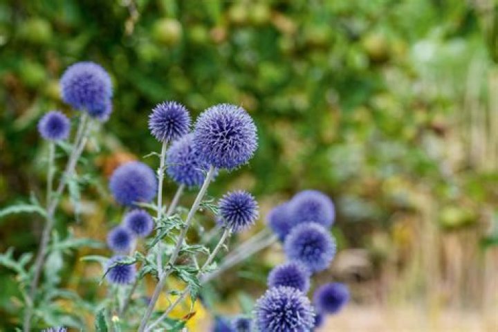 How do you dry a blue globe thistle
