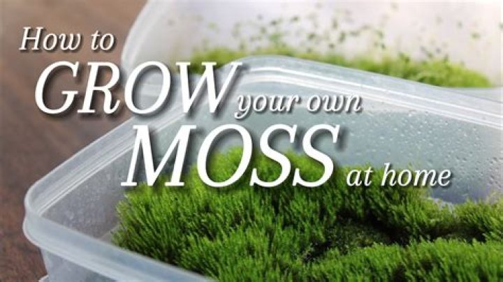 How do you encourage moss to grow