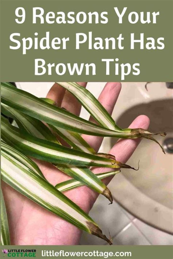 How do you fix a brown spider plant tip