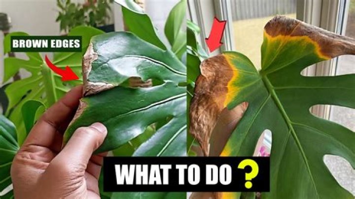 How do you fix brown leaves on plants