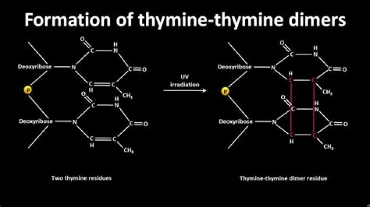 How do you fix thymine dimers