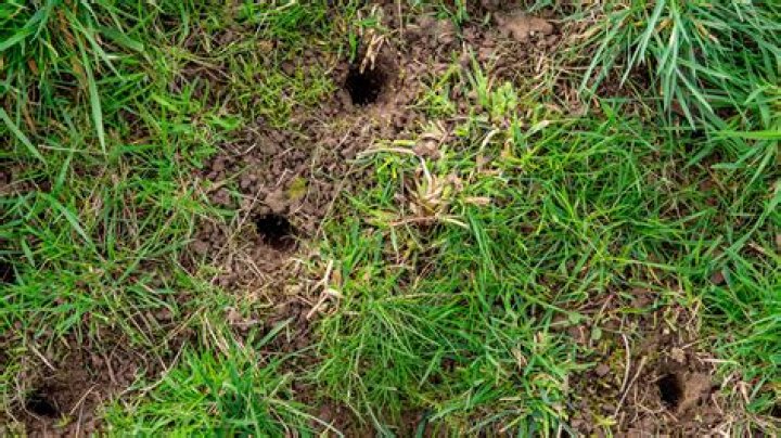 How do you fix tire ruts in a lawn