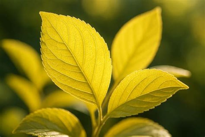 How do you fix yellow leaves on daphne