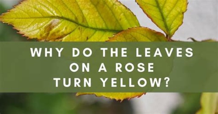 How do you fix yellow leaves