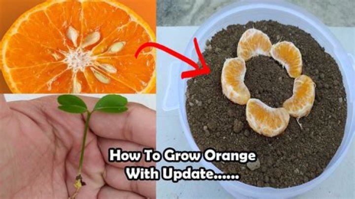How do you germinate orange seeds
