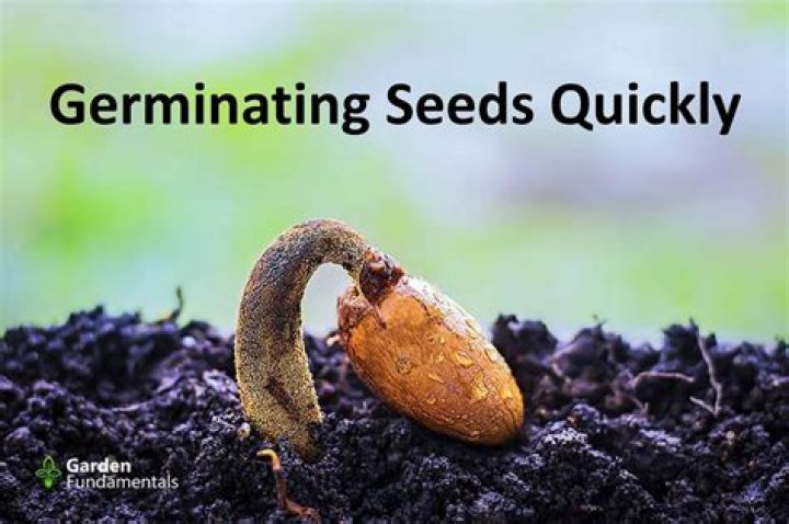 How do you germinate Rosemary seeds