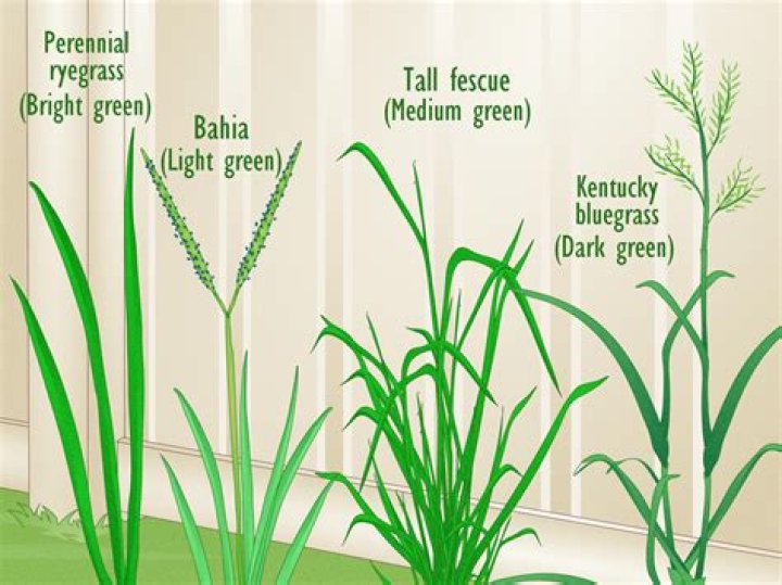 How do you germinate ryegrass