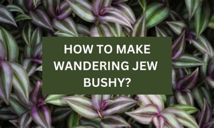 How do you get a bushy Wandering Jew