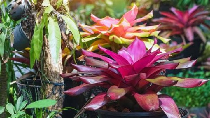 How do you get bromeliads to rebloom