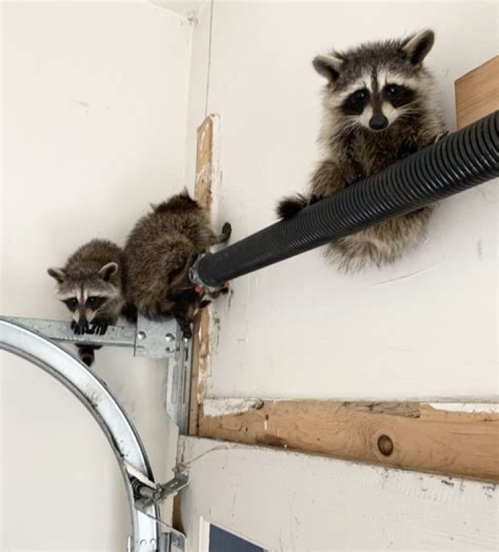 How do you get raccoons out of your walls