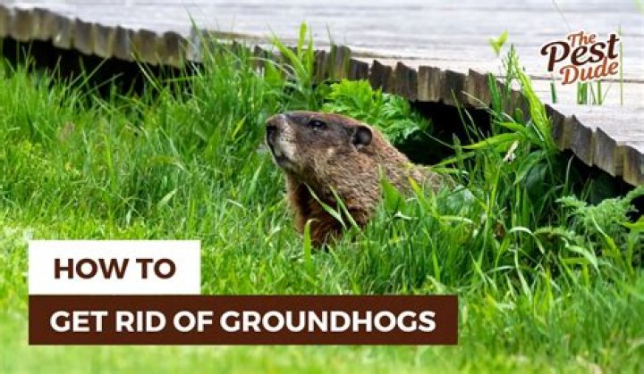 How do you get rid of a groundhog in your hole