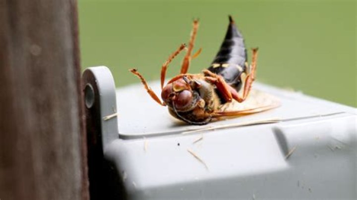 How do you get rid of cicada killer nests