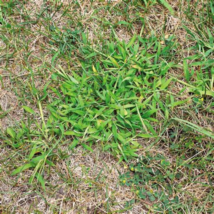 How do you get rid of crabgrass in a flower bed