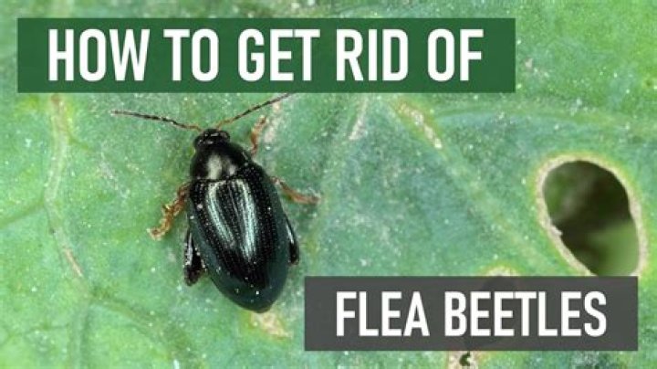 How do you get rid of flea beetles
