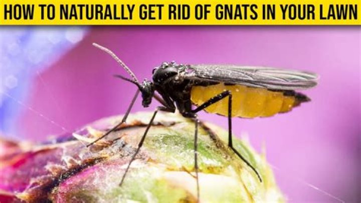 How do you get rid of gnats in your lawn