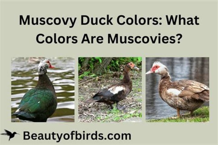 How do you get rid of Muscovy ducks