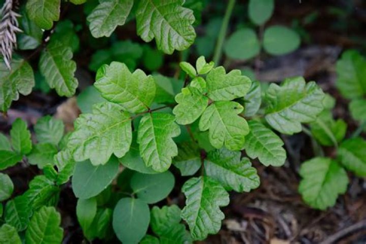 How do you get rid of poison oak naturally