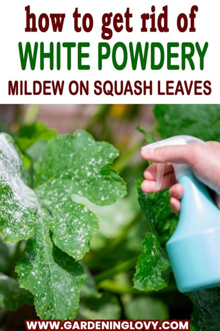 How do you get rid of powdery white mildew