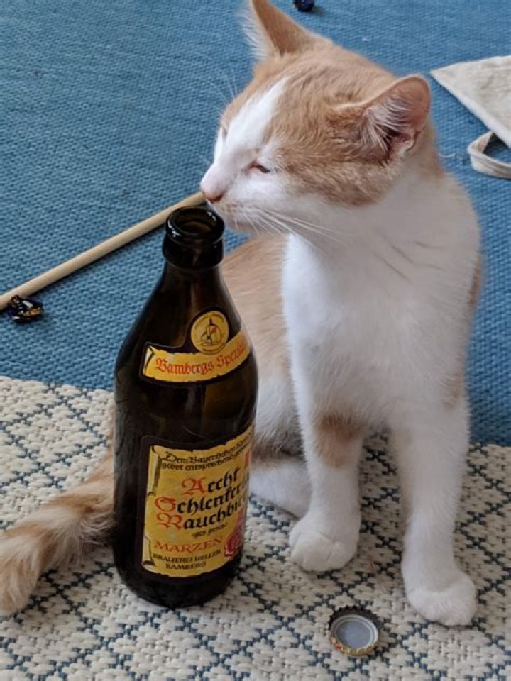 How do you get the smell of beer out of carpet