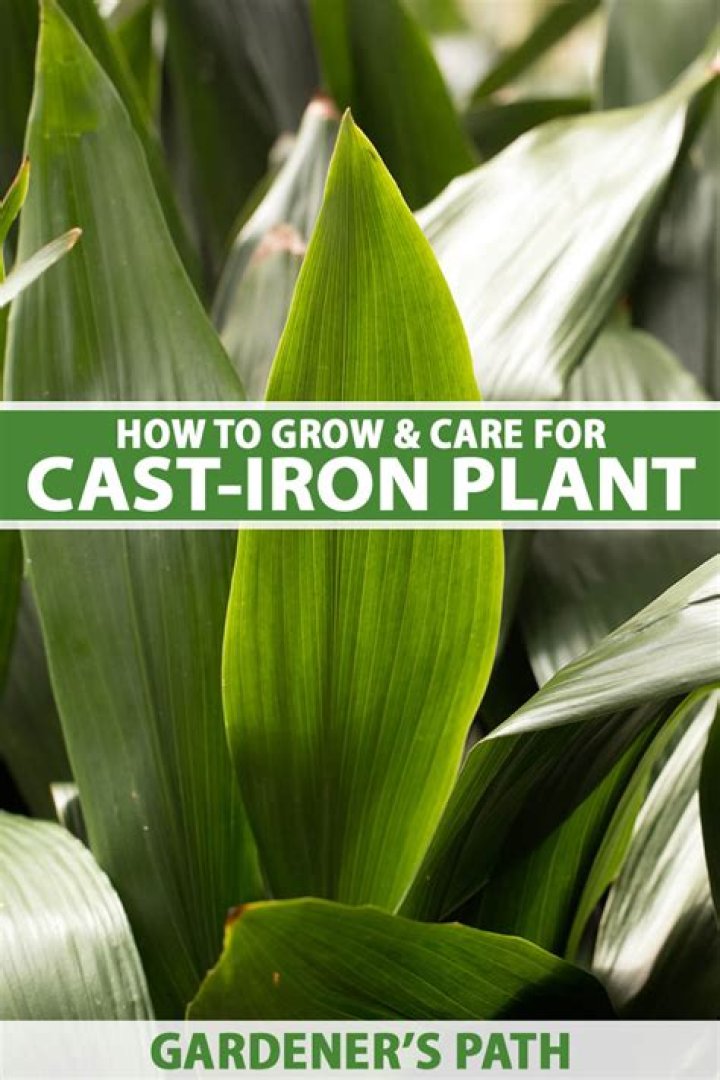 How do you grow a cast iron plant indoors