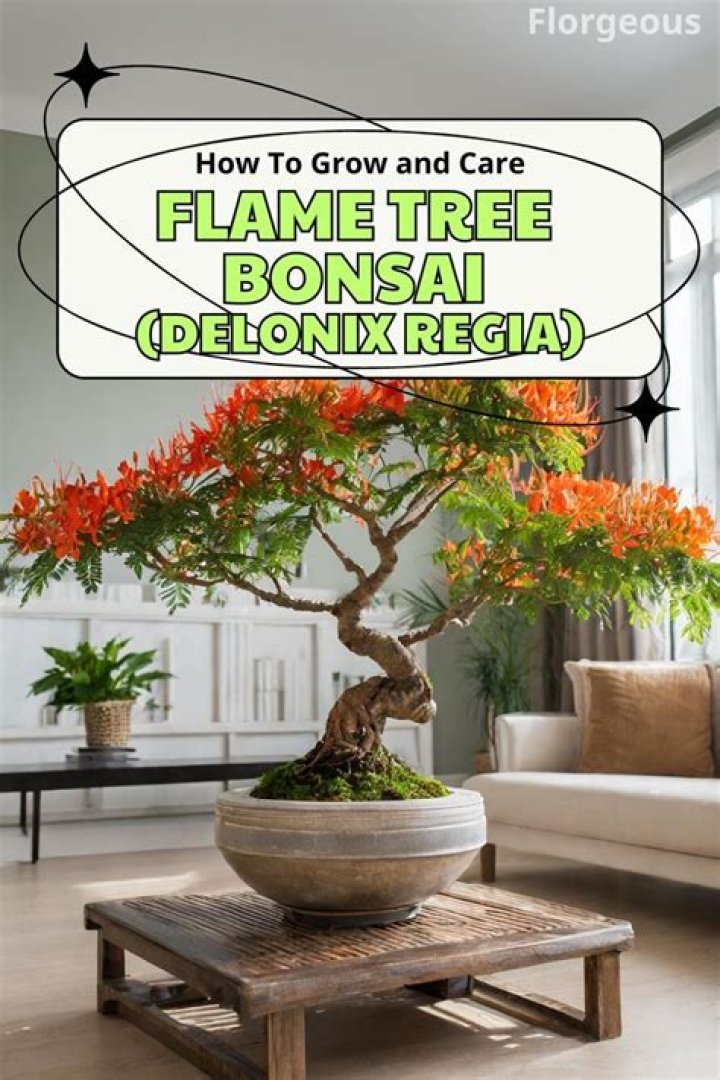 How do you grow a flame tree
