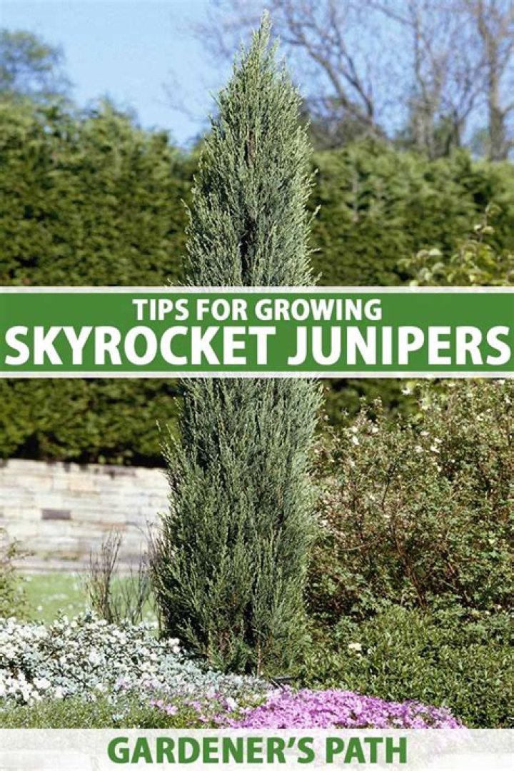 How do you grow a juniper skyrocket
