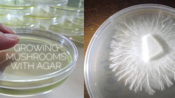How do you grow a mycelium from a spore print