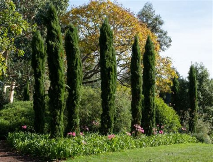 How do you grow Arizona cypress trees