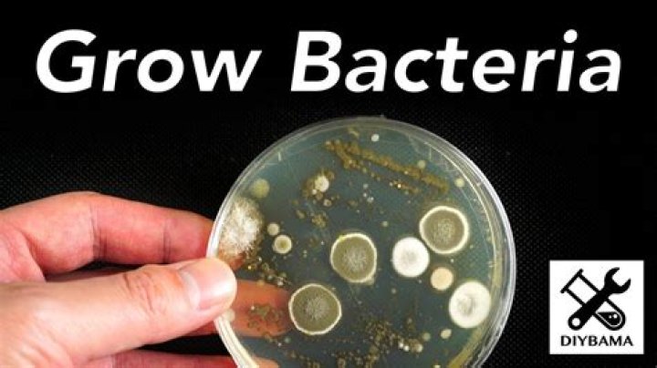 How do you grow bacteria in a broth
