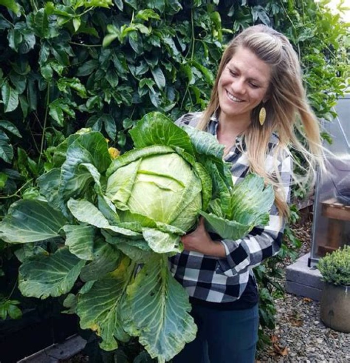 How do you grow Brunswick cabbage