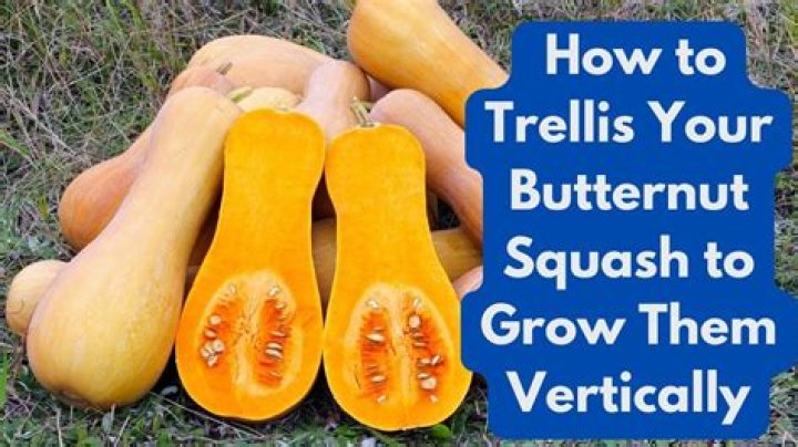 How do you grow butternut squash from seeds