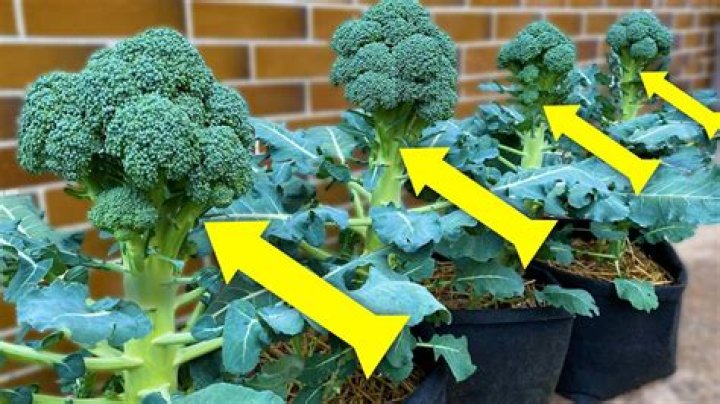 How do you grow Calabrese broccoli
